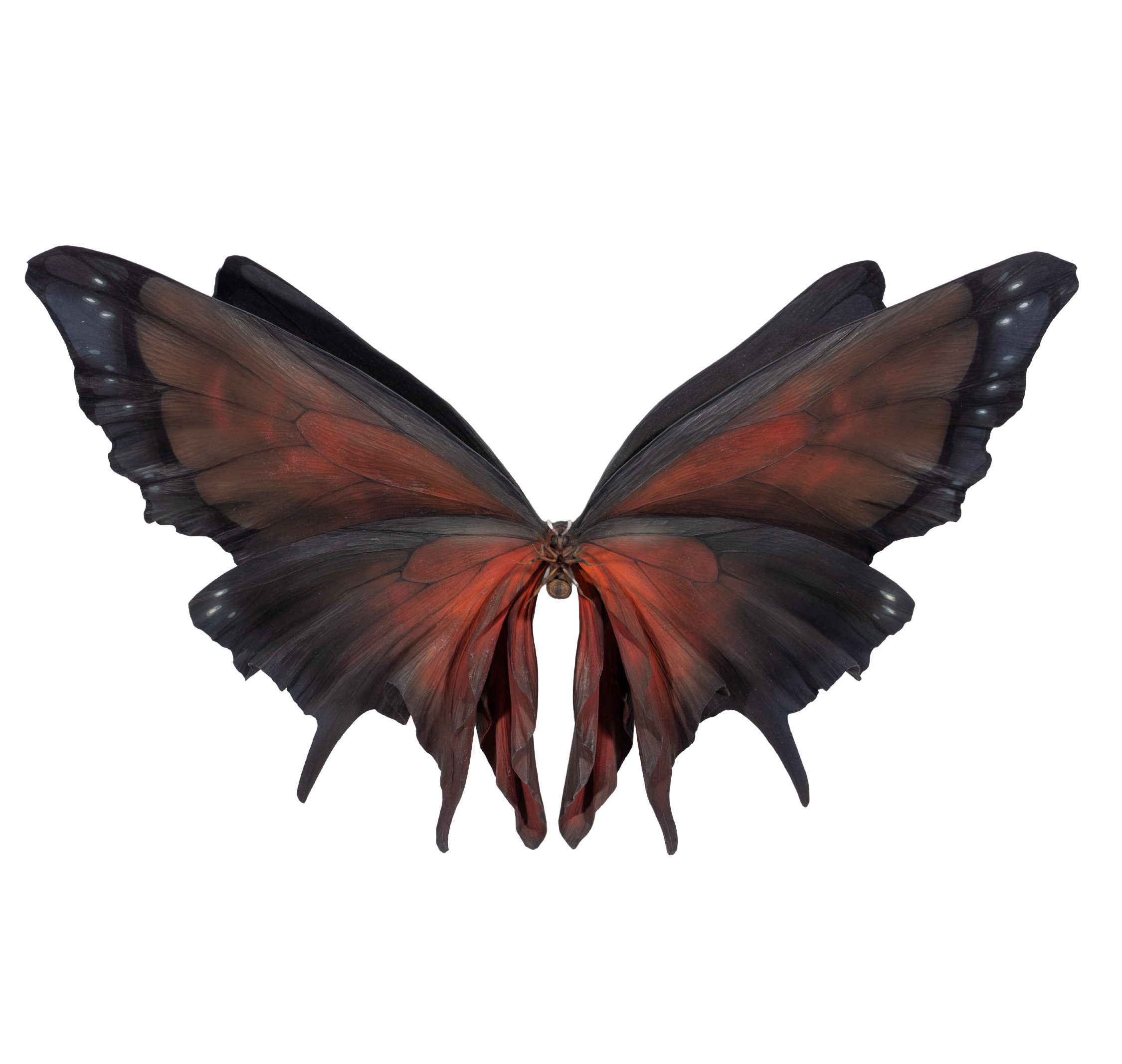 Vestis tineamimus Jun.1123 A.D.